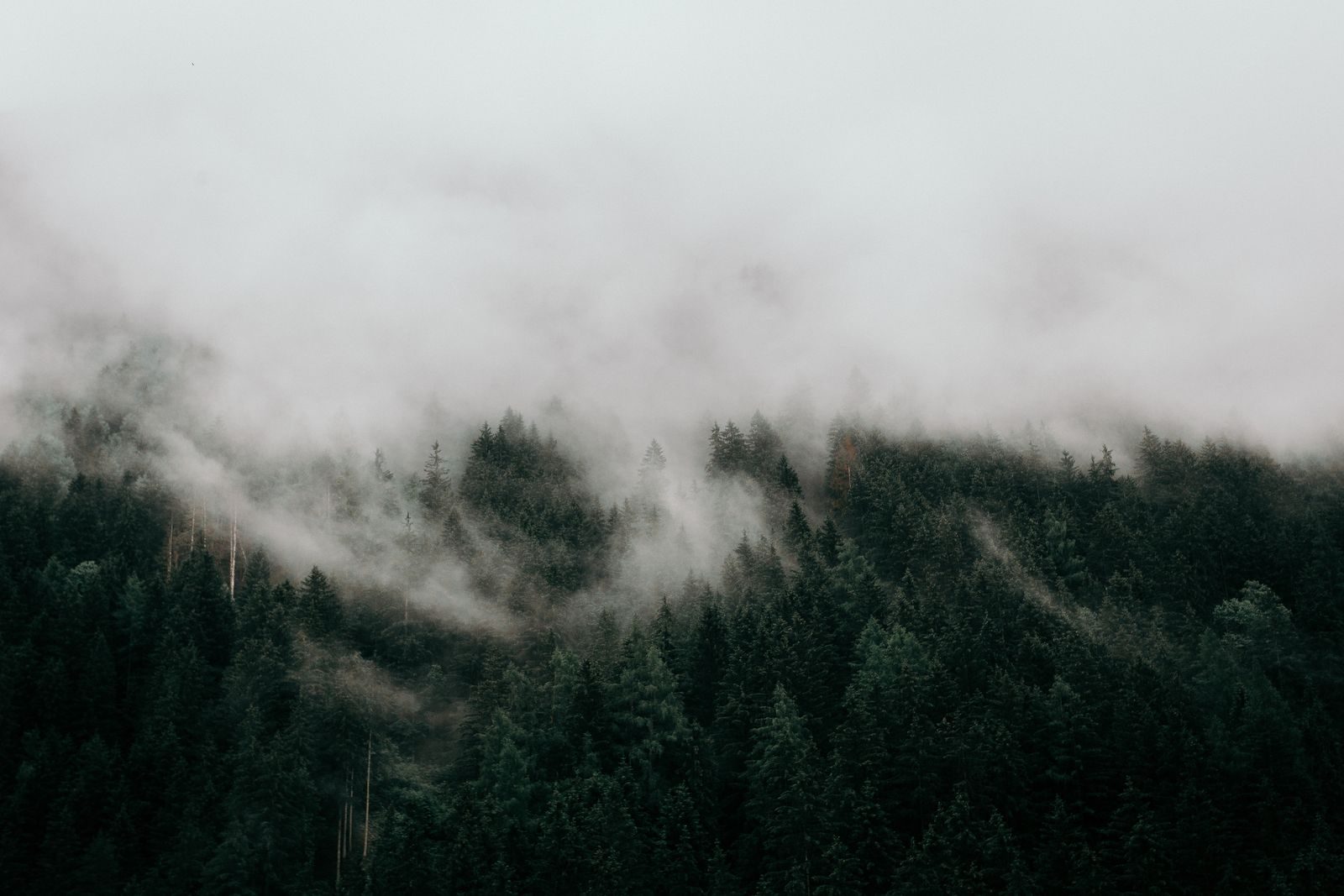 Bosque con niebla en el sur de Chile