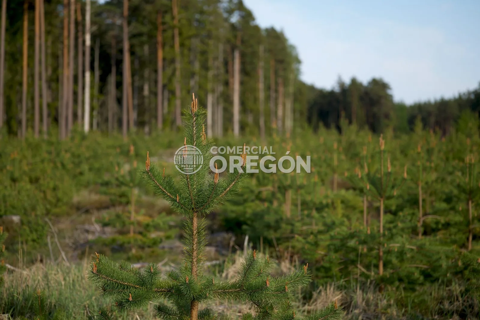 Forestación y reforestación: claves para captar CO2